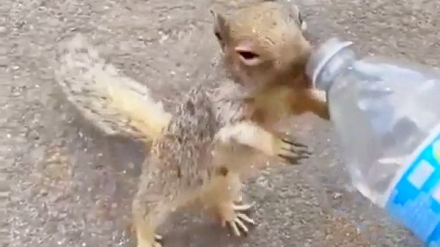 Spragniona wiewiórka prosi człowieka o wodę