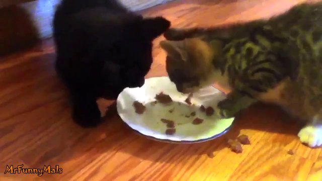 Kociaki, które nie lubią dzielić się jedzeniem