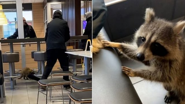 To nagranie z uroczym szopem stało się hitem. Zwierzak wszedł do McDonald's i... [WIDEO]