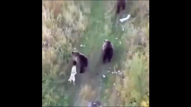 Husky uciekł z domu i spędzał czas z... niedźwiedziami [WIDEO]