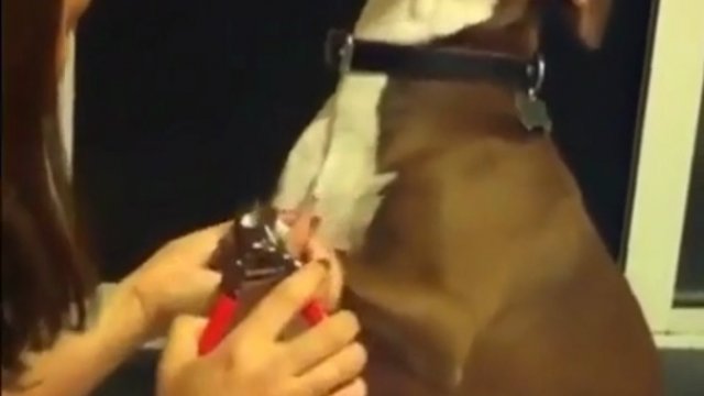 Pies robi śmieszne przedstawienie, aby uniknąć obcinania paznokci