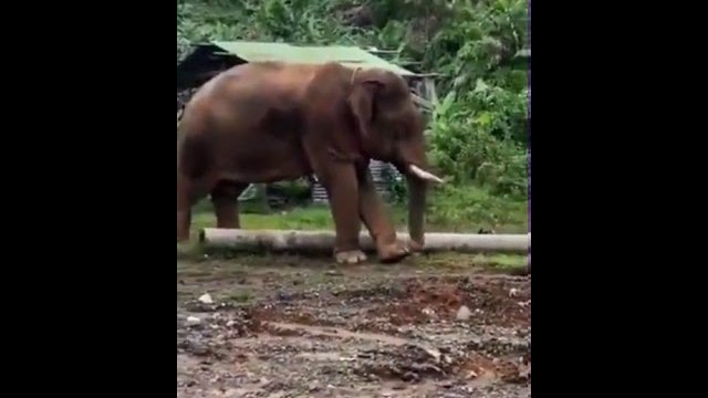 Słoń patyczkiem czyści paluszki