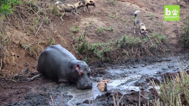 Hipopotam ratuje antylopę, a potem...