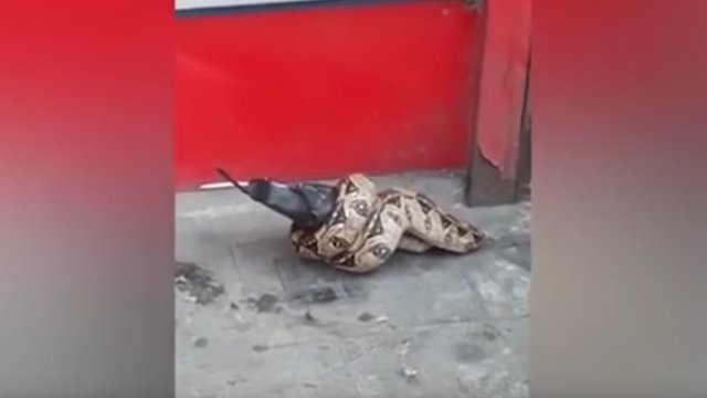 Wąż zaatakował gołębia w centrum miasta. Przechodnie nie mogli uwierzyć własnym oczom