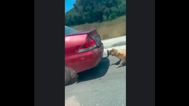 Przywiązał psa do samochodu i ciągnął go po ulicach