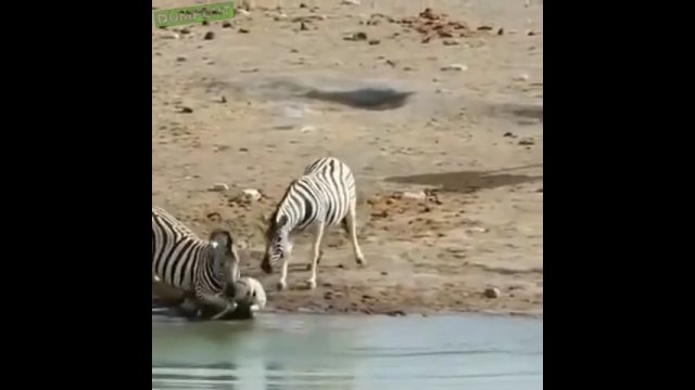 Samiec zebry próbuje utopić nieswoje źrebię