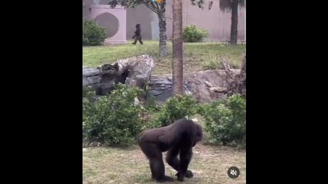 Ten goryl ma lepszą postawę niż niektórzy ludzie