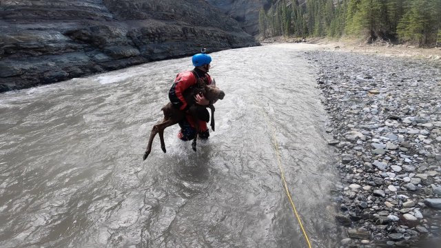 Kajakarze ratują cielę łosia z rzeki w Kanadzie