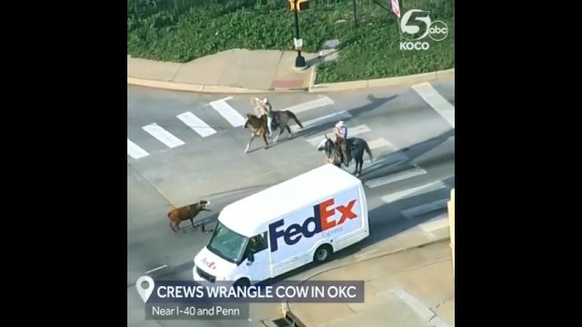 Niezwykły pościg na autostradzie. Kowboje próbowali zatrzymać krowę [WIDEO]
