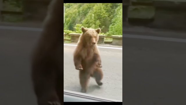 A kto powiedział, że niedźwiedź nie może zostać influencerem?