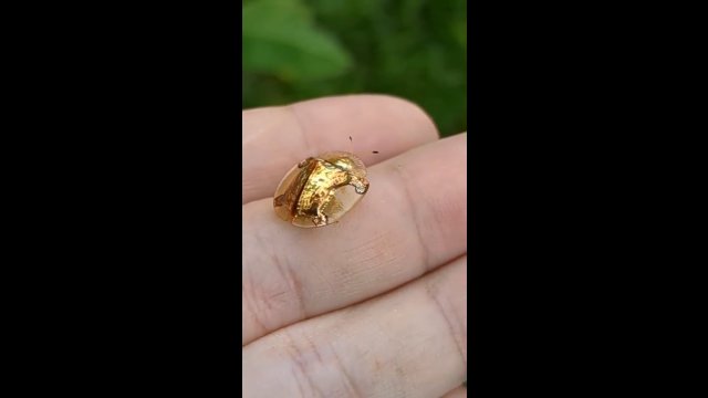 Złote chrząszcze ponownie pojawiły się w Japonii. Wyglądają jak cud natury!