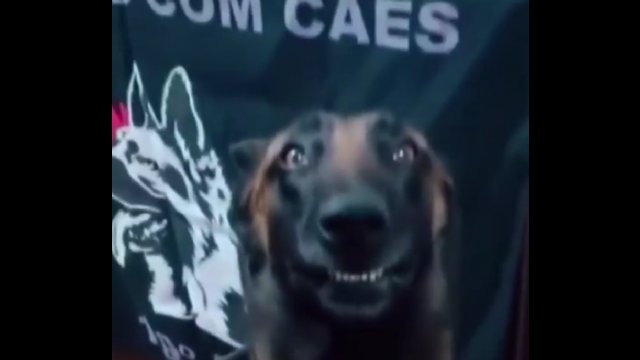 Dumny pies pozuje na tle wywąchanej przez siebie kokainy [WIDEO]