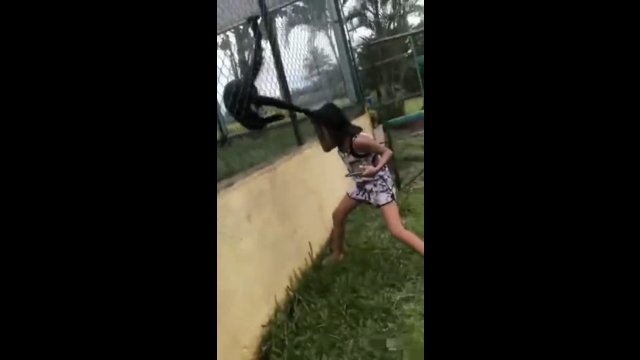 Wkurzona małpa zaczęła ciągnąć dziewczynkę za włosy