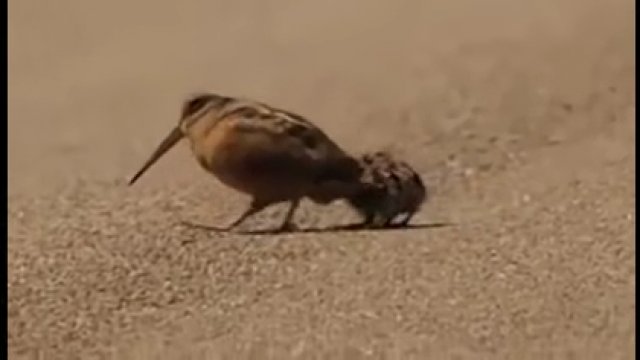 Ptak uczy swoje młode, jak polować na robaki.