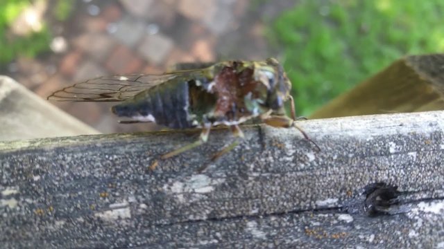 Zombie cicada - cykada która nie wie że jest martwa
