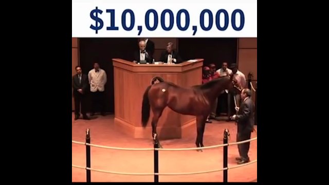 Koń wyścigowy został sprzedany na aukcji za kwotę 10 000 000 dolarów [WIDEO]