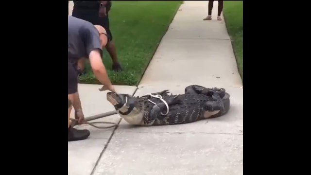 Aligator znokautował mężczyznę, który klepał go po pysku [WIDEO]