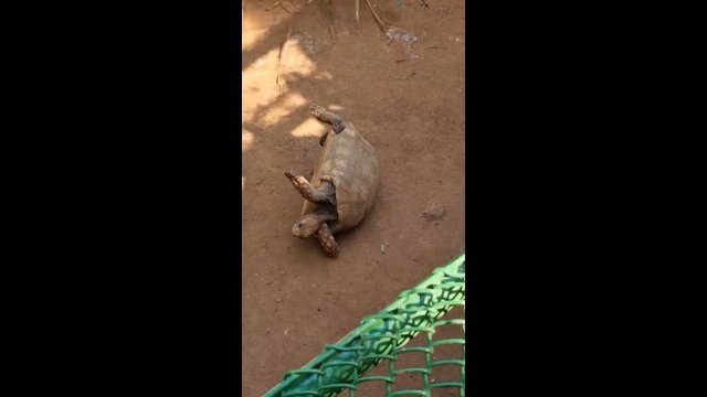 Koleś pomaga żółwiowi w zoo, który nie był w stanie się podnieść