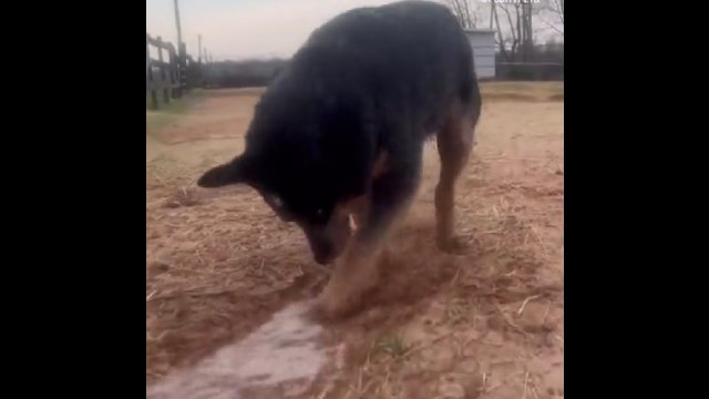 Z takim majstrem przekop Mierzei Wiślanej to byłby moment [WIDEO]