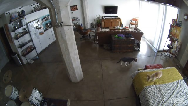 Kot pokazuje szczeniakowi kto rządzi w domu