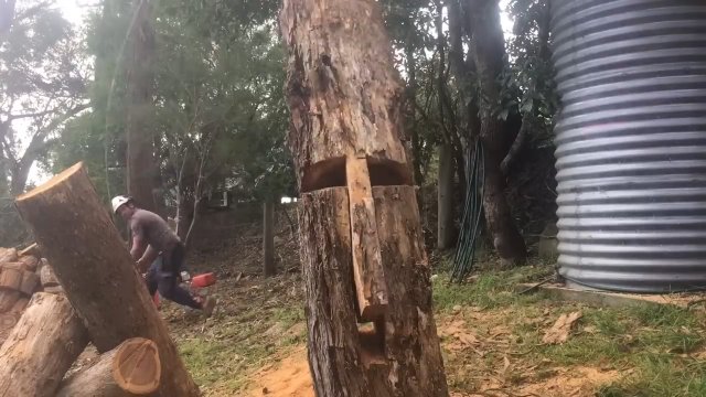 Technika, która pozwala powalić drzewo tam, gdzie chcemy