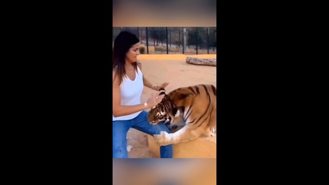 Tygrys nie chciał pozwolić wolontariuszce odejść od niego