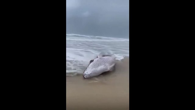 Wieloryb został wyrzucony na plażę podczas tajfunu. Bezradnie próbował dostać się do wody