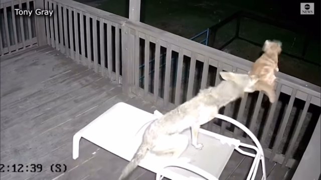 Kot wychodzi zwycięsko z pojedynku z kojotem