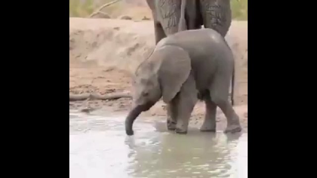Małe słoniątko ćwiczy używanie trąby