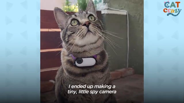 Koleś przyczepił kamerę do swojego kota