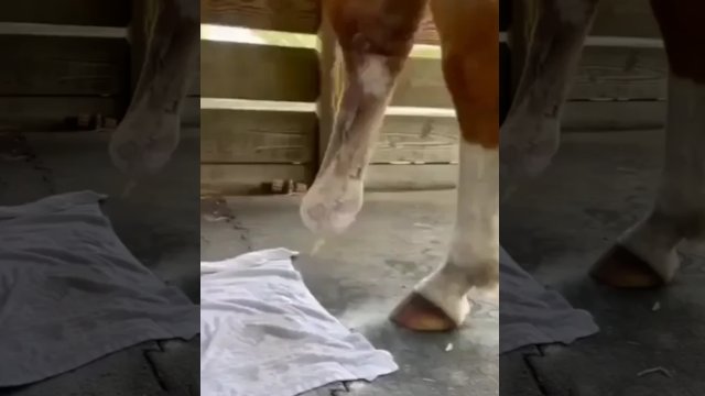 Koń znów może biegać dzięki protezie kończyny [WIDEO]