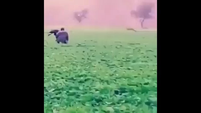 Polowanie na jelenia z wykorzystaniem orła