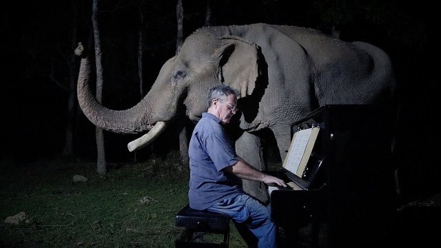 Sonata księżycowa zagrana słoniowi