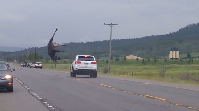 Samochód uderza w łosia w Kolorado