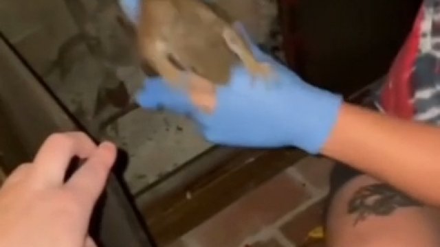 Chwytanie wiewiórki w cienkich gumowych rękawiczkach