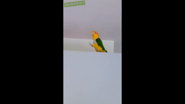 Papuga opanowała do perfekcji krok defiladowy