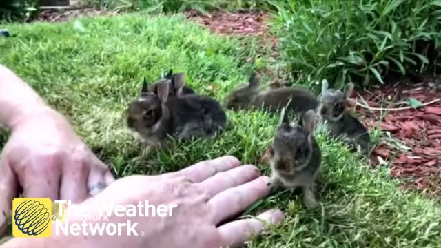 Małe króliczki spotykają człowieka