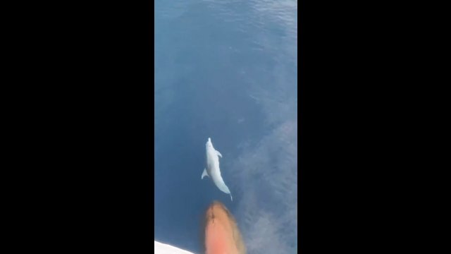 Delfin i fala dziobowa statku