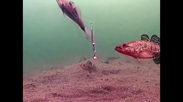 Łowienie ryb - jak tak naprawdę wygląda to pod wodą [WIDEO]