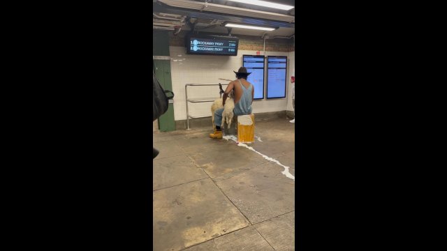 Farmer postanowił zabrać swoje zwierzaki na przejażdżkę metrem