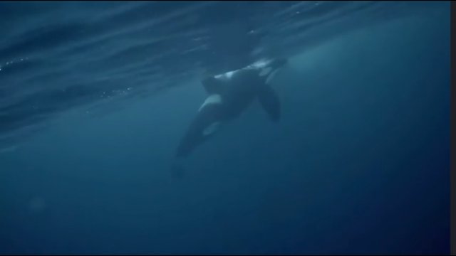 Nurek po raz pierwszy w historii uchwycił moment, jak umiera orka