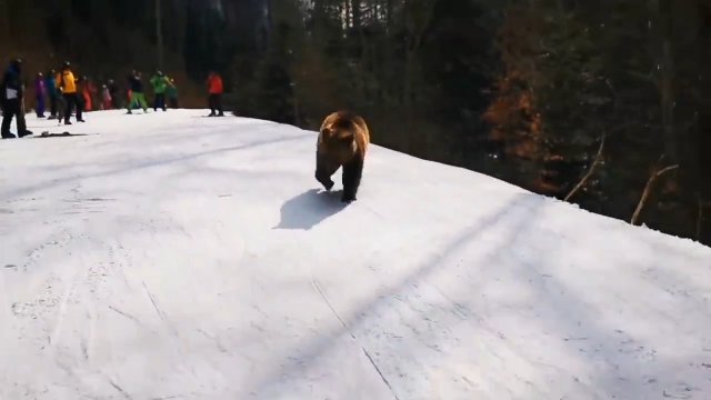Instruktor wabił za sobą niedźwiedzia odciągając jego uwagę od turystów [WIDEO]