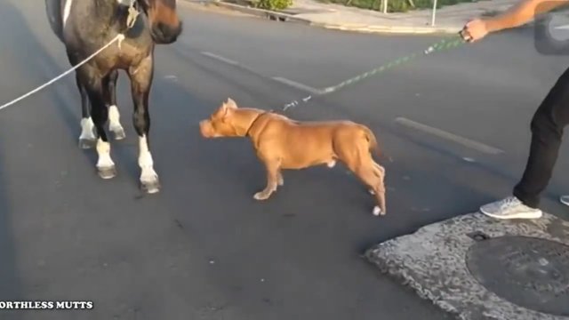 Pitbull zaatakował konia...