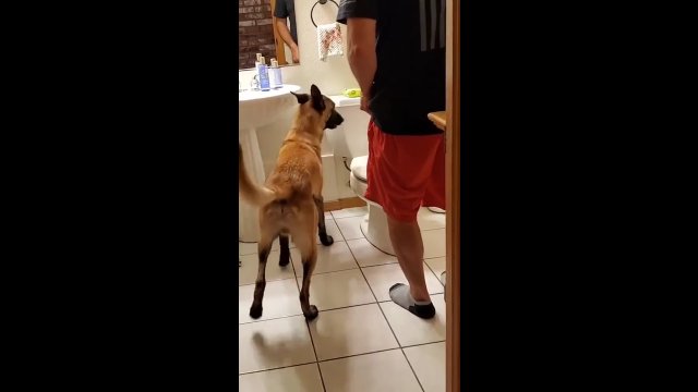 Pies przewodnik pomaga niewidomemu w korzystaniu z toalety