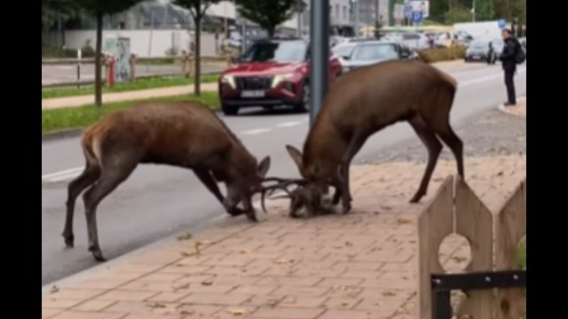 Abstrakcyjna sytuacja w Zakopanem. Na jednej z ulic doszło do walki... jeleni!