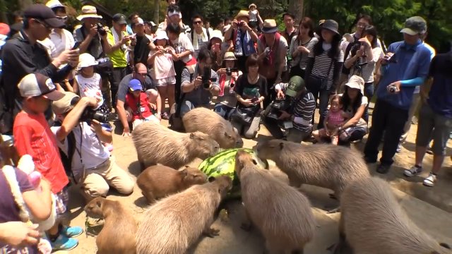 Kapibary VS wielki arbuz