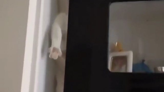 Kot znalazł ciekawy patent na zejście z szafki