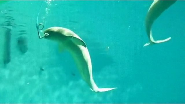Morświn potrafi zaskoczyć turystów wyjątkową sztuczką
