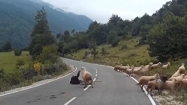 Pasterz został staranowany przez własne owcę