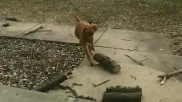 Pies typu zbieracz gałęzi